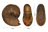 Hypophylloceras cypri